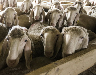 «Меринос-Захід» допомагає відкривати нові вівчарські й козині ферми